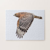 Roter Schulter-Hawk Puzzle (Horizontal)