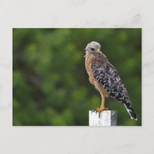 Roter Schulter Hawk Wildlife Fotografie Natur Postkarte