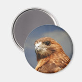 Roter Schulterfalke Magnet (Vorderseite/Rückseite)