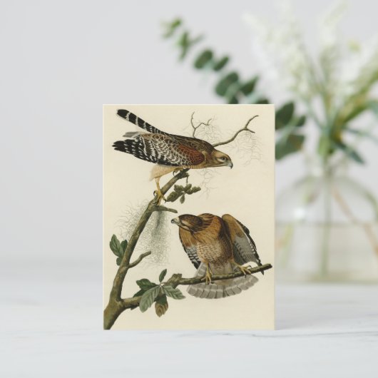 Roter Schulterfalke Postkarte (Stehend Vorderseite)