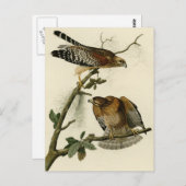 Roter Schulterfalke Postkarte (Vorne/Hinten)