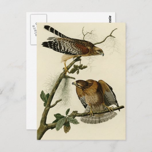 Roter Schulterfalke Postkarte (Vorne/Hinten)