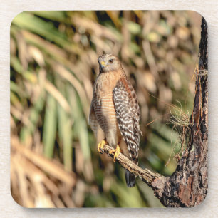 Roter Schulterhawk in einem Baum Getränkeuntersetzer