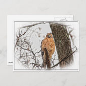 Roter Schulterhawk in einem Baum Postkarte (Vorne/Hinten)