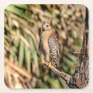 Roter Schulterhawk in einem Baum Rechteckiger Pappuntersetzer