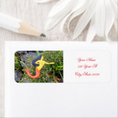 Roter Schwanz (Insitu)