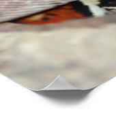 Roter Schwanz Boa Constrictor Poster (Ecke)