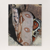 Roter Schwanz Boa Constrictor Puzzle (Vertikal)