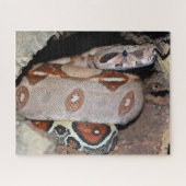 Roter Schwanz Boa Constrictor Puzzle (Horizontal)