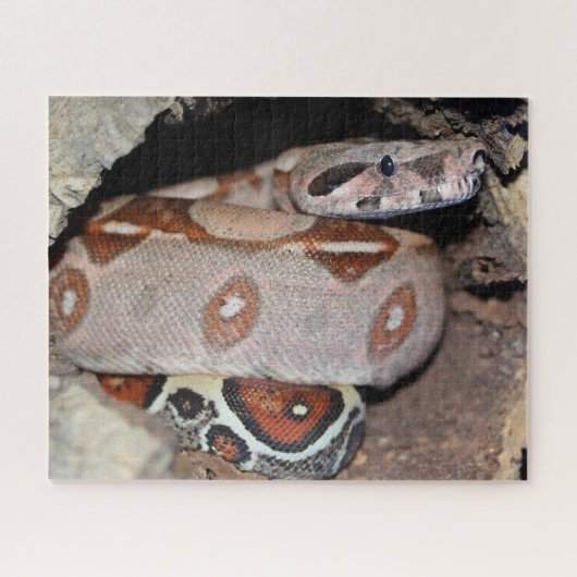 Roter Schwanz Boa Constrictor Puzzle (Horizontal)