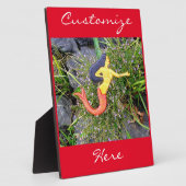 Roter Schwanz Fotoplatte (Seite)