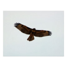 Roter Schwanz Hawk im Flug