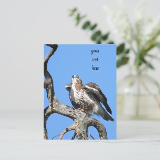 Roter Schwanz Hawk, Raubvogel Postkarte (Stehend Vorderseite)