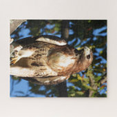 Roter Schwanz Hawk, Raubvogel Puzzle (Horizontal)