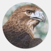 Roter Schwanz Hawk Sticker (Vorderseite)