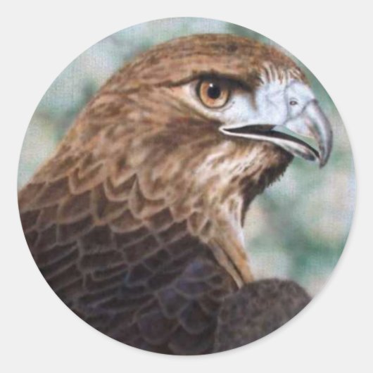 Roter Schwanz Hawk Sticker (Vorderseite)