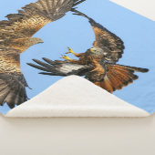 ROTER SCHWANZ HAWKS IN BATTLE SHERPADECKE (3/4)