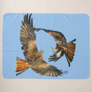 ROTER SCHWANZ HAWKS IN BATTLE SHERPADECKE