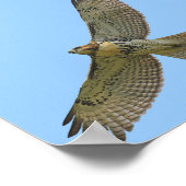 Roter Schwanz steil ansteigend Poster (Ecke)