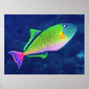 Roter Schwanz Triggerfish Poster