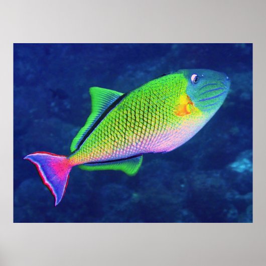 Roter Schwanz Triggerfish Poster (Vorne)