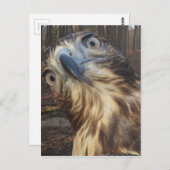 Roter Schwanzfalke Postkarte (Vorne/Hinten)