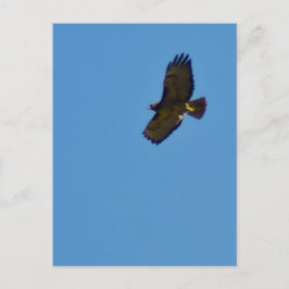 Roter Schwanzfalken Postkarte