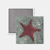 Roter Seeteufel | Galapagos, Equador Magnet (Vorderseite/Rückseite)