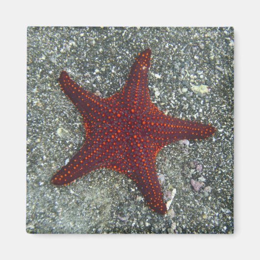 Roter Seeteufel | Galapagos, Equador Magnet (Vorne)