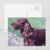 Roter Setter Postkarte (Vorne/Hinten)