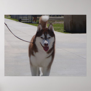Roter sibirischer Husky Poster