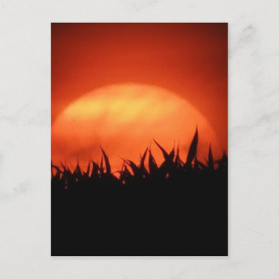 Roter Sonnenuntergang hinter schwarzem Gras Postkarte