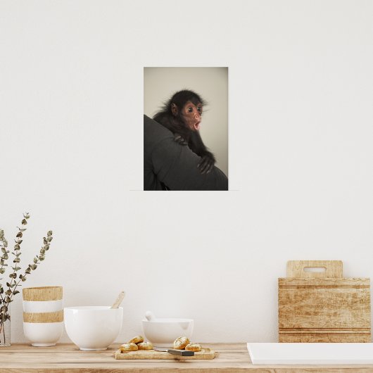 Roter Spinne Ateles paniscus) Poster (Küche)