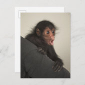 Roter Spinne Ateles paniscus) Postkarte (Vorne/Hinten)