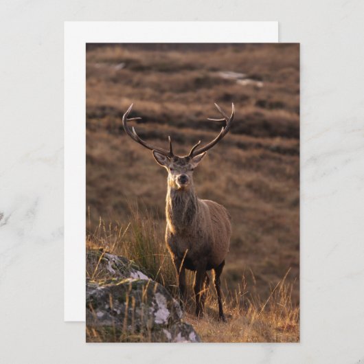 Roter Stag Einladung (Vorne/Hinten)