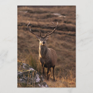 Roter Stag Einladung