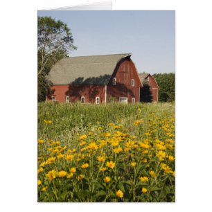 Roter Stall und Gelbe Wildblumen