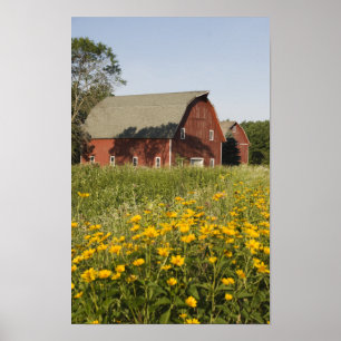 Roter Stall und Gelbe Wildblumen Poster