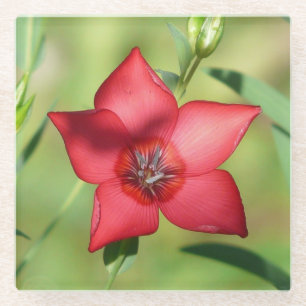 Roter Stern Blüte Grünes Laub Glasuntersetzer