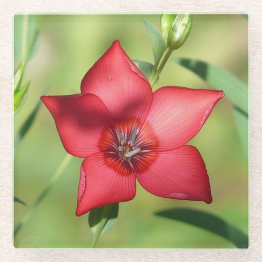 Roter Stern Blüte Grünes Laub Glasuntersetzer (Vorderseite)