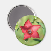 Roter Stern Blüte Grünes Laub Magnet (Vorderseite/Rückseite)