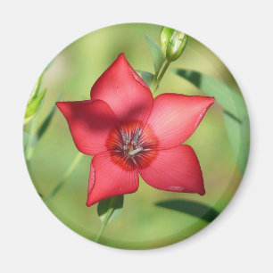 Roter Stern Blüte Grünes Laub Magnet