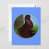 Roter Taubenzirkel Postkarte (Vorne/Hinten)