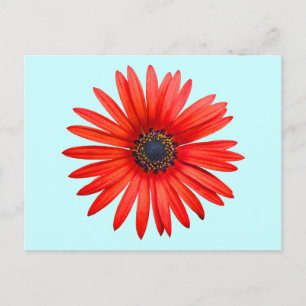 Roter Teufel Postkarte