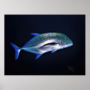 Roter Thun Trevally Poster