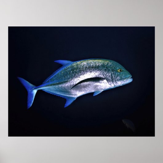 Roter Thun Trevally Poster (Vorne)