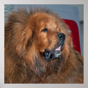 Roter tibetanischer Mastiff Poster