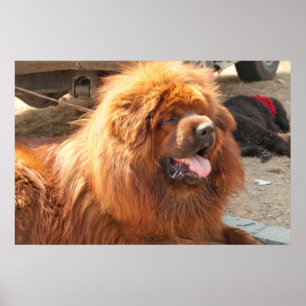 Roter tibetanischer Mastiff Poster