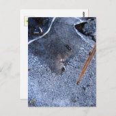 Roter Totem, Schwarzer Vogelkorb Postkarte (Vorne/Hinten)