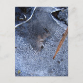 Roter Totem, Schwarzer Vogelkorb Postkarte (Vorderseite)